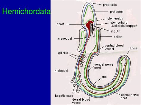 PPT - Chapter 34 Phylum Hemichordata- Acorn Worms PowerPoint ...