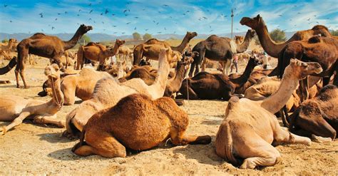 Camels on Desert · Free Stock Photo