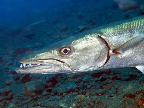 Is Barracuda Poisonous? What You Need To Know Before Eating – Ocean ...