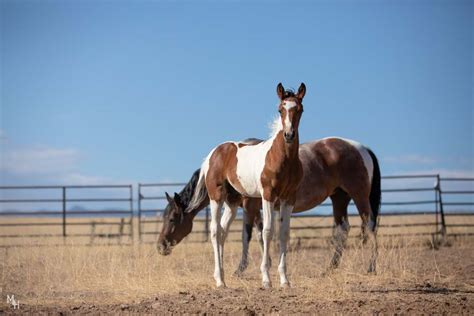 American Paint Horses - Paynters Paint Ranch