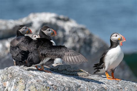 Behind The Story: Reporting On The Puffin Project On A Remote Maine ...