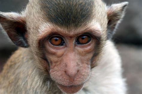 New Genetically Engineered Monkeys Show “Autism-Like” Behaviors