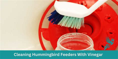 Cleaning Hummingbird Feeders With Vinegar - Ask About Birds