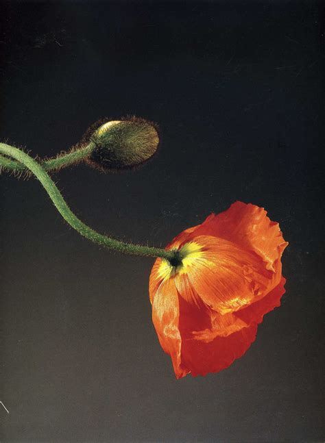 last picture show — Robert Mapplethorpe - Flowers