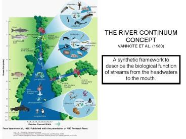 PPT – THE RIVER CONTINUUM CONCEPT PowerPoint presentation | free to view - id: 115fbb-YWI4O