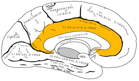 Cingulate cortex