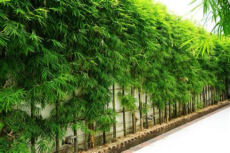 How to Plant Bamboo | Bamboo Plants HQ