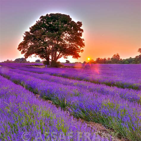 Assaf Frank Photography Licensing | Lavender field at sunset