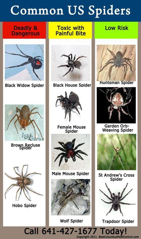 USA common spider identification chart | Common spiders, Spider identification, Spider ...