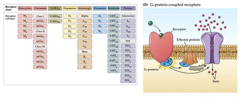 MCN II L8 Wetzel Signalling- Two different types of neurotransmitter receptor -muscarinic and ...