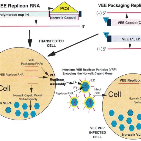 (PDF) Expression and Self-Assembly of Norwalk Virus Capsid Protein from ...