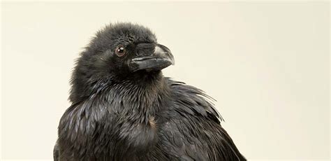 Raven Names - Hundreds of Great Names for Ravens