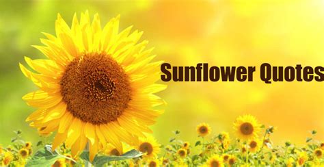 Sunflower Quotes - 20 Best Sunflower Sayings with Images