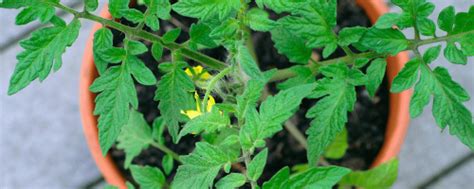 Tomato Container Gardening | All-America Selections