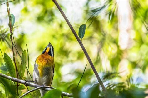 Mastic Trail Guided Tour by The National Trust of… | Explore Cayman