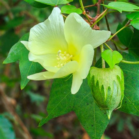 Levant Cotton seeds - Gossypium herbaceum - 8 seeds – Garden Seeds ...