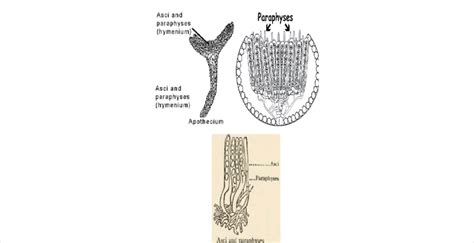 Apothecium structures. | Download Scientific Diagram