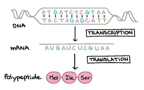 Dna Transcription And Translation Worksheet – Englishworksheet.my.id