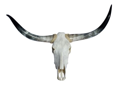 Texas Longhorn English Longhorn Skull - skull png download - 3766*2702 ...