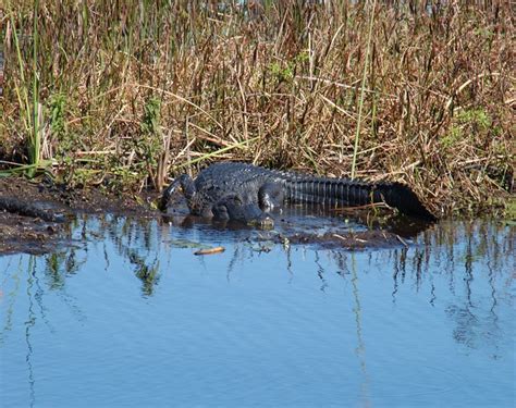 Boggy Creek Orlando 30-Minute Airboat Ride ULTIMATE PACKAGE