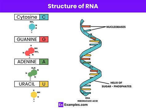 Structure of RNA - Basic Structure of RNA, Functions, RNA Types ...