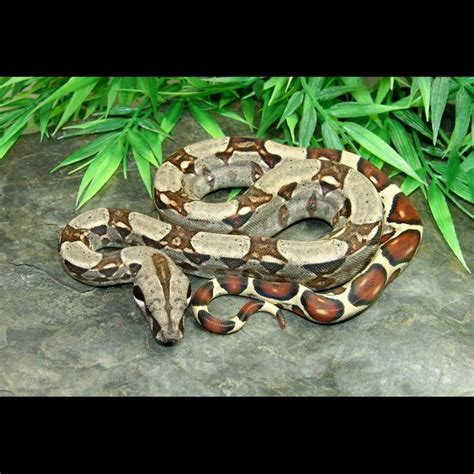 Colombian Red Tail Boas (Boa constrictor imperator)