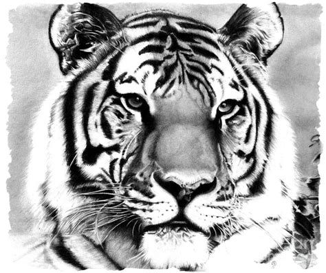 Realistic Pencil Drawing Of A Tiger Drawing by Debbie Engel