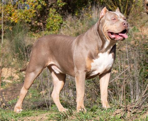 XV BULLIES BREEDER OF AMERICAN BULLY XL IN SPAIN