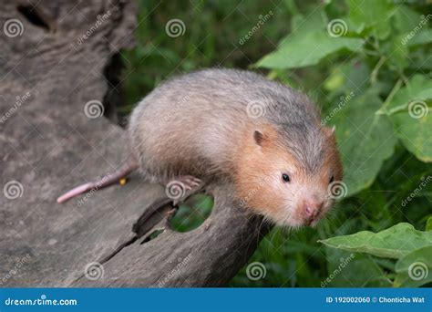 Mole Rat or Large Bamboo Rat in the Garden Stock Photo - Image of cute ...