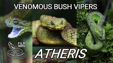 Horned Bush Viper