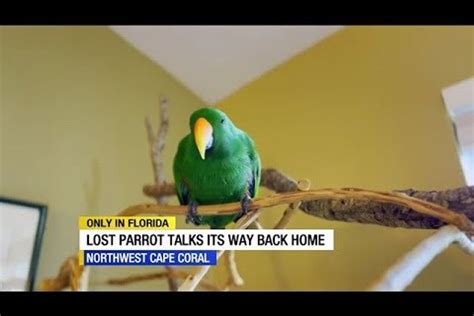 Lost parrot makes his way home by playing 'peek-a-boo' - Upworthy