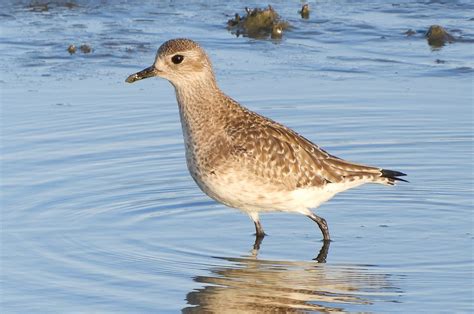 Black-Bellied Plover in Nonbreeding Plumage | Catching the l… | Flickr