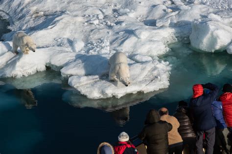 Polar Bears up close - WildNature Photo Expeditions