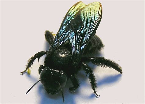 This huge black bee is a gentle giant - Australian Geographic