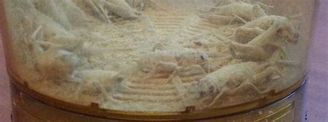 How to Prepare Feeder Crickets for Feeding Bearded Dragons