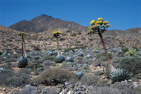 Sisal hemp | fibre | Britannica