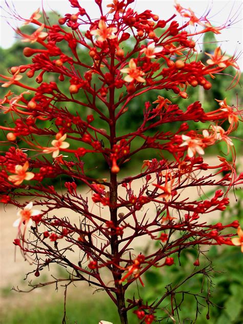 Clerodendrum paniculatum (Lamiaceae) image 25475 at PhytoImages.siu.edu