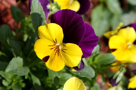 File:Viola tricolor pansy flower close up.jpg - Wikimedia Commons