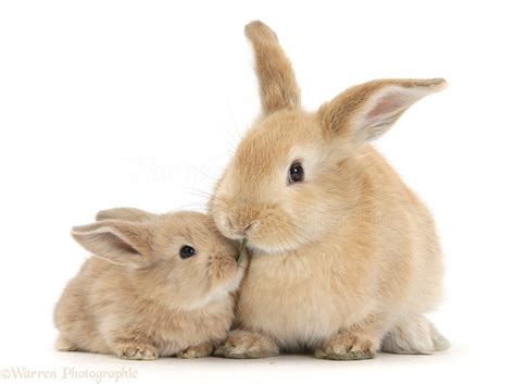 Sandy rabbit and baby photo WP33881