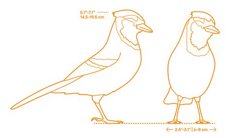 Blue Jay (Cyanocitta cristata) Dimensions & Drawings | Dimensions.com