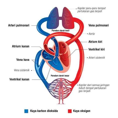 Buatlah skema pembuluh darah utama pada manusia!