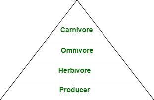 Omnivore Animals - Definition, Classification, Characteristics, Examples