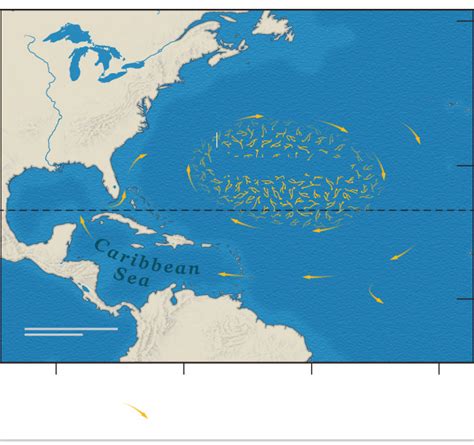 In the Sargasso Sea, life depends on floating sargassum seaweed