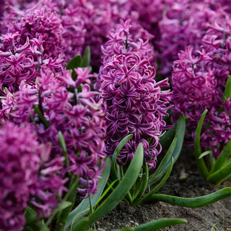 Van Zyverden Purple Sensation Hyacinths Bulbs (Set of 10)-87055 - The ...