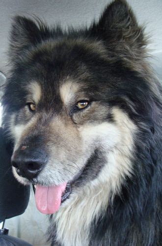 Alaskan Malamute Husky Mix Australian Shepherd - Pets Lovers