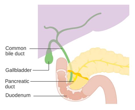 Common Bile Duct - StoryMD