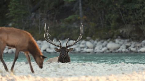 ‘Zombie Virus’ Affecting Deer At Yellowstone