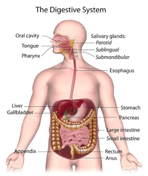 Timing of symptoms and FODMAPs - A blog by Monash FODMAP | The experts in IBS - Monash Fodmap