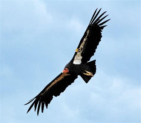 Birds of the World: California condor