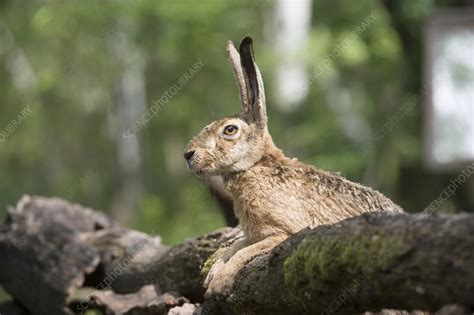 European hare - Stock Image - C015/6877 - Science Photo Library